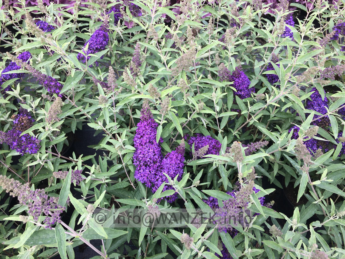 Buddleja BUZZ Midnight.JPG